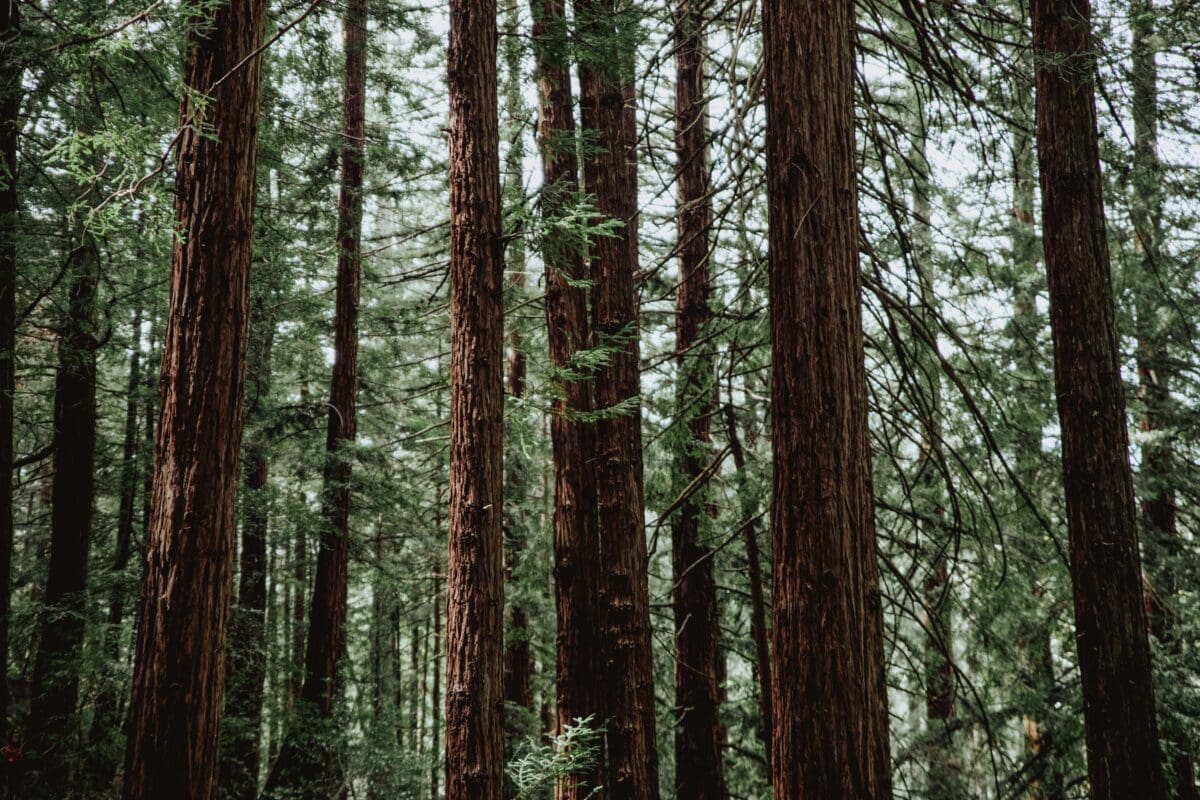 tall trees in the forest that arborists study