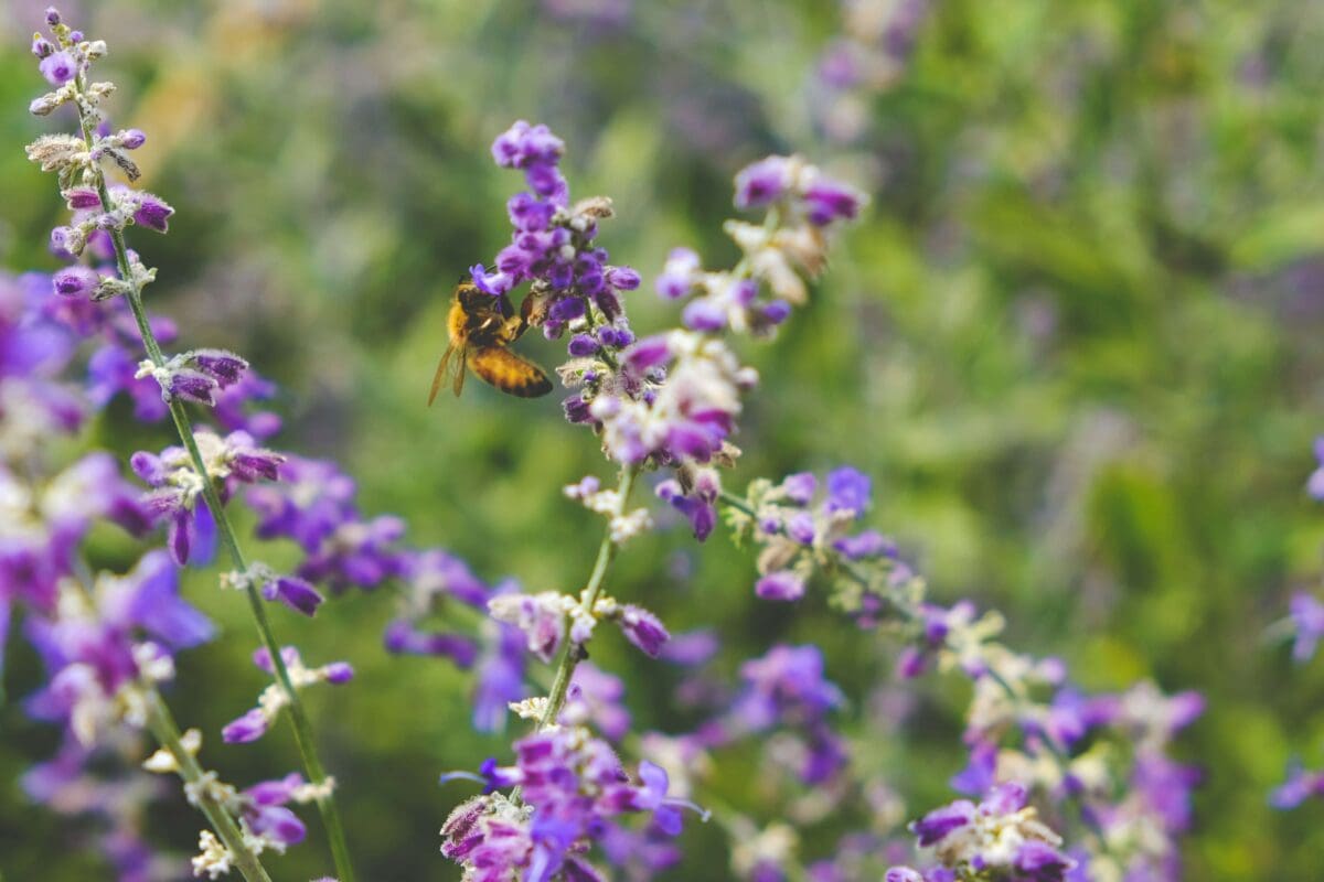 a bee collecting pollen from a purple flower that supports biodiversity