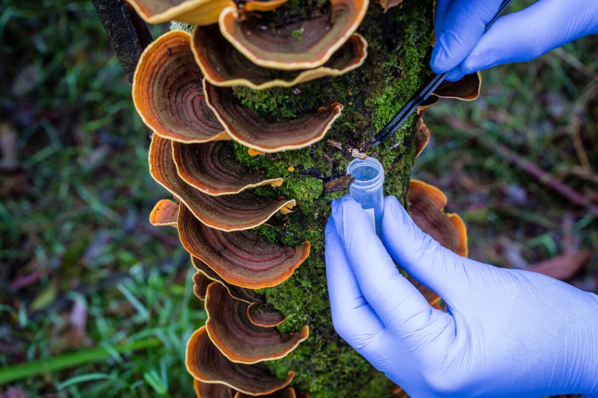 a scientist taking a biodiversity sample from a wild mushroom