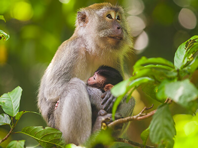 Mother and baby monkey in a tree.