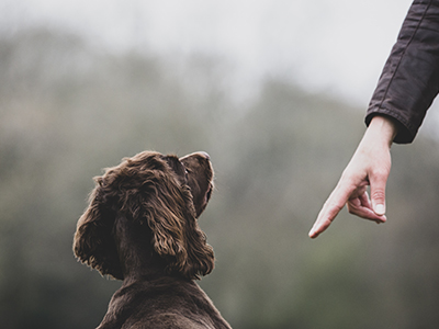 Person standing outdoors, giving hand command to Brown Spaniel dog.