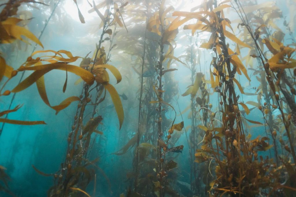 Kelp growing in the ocean.