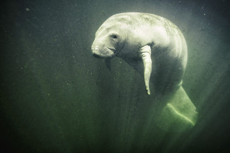 manatee