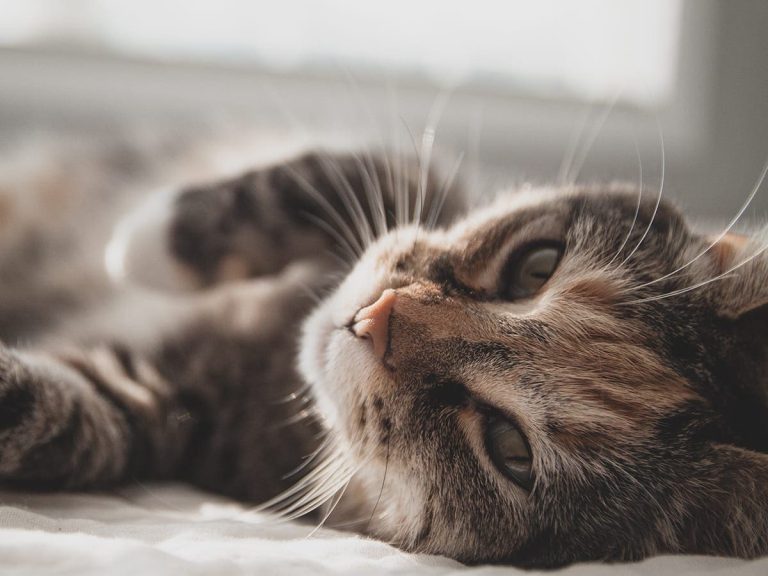 zeke-tucker-gSSK4u8yPpM-unsplash