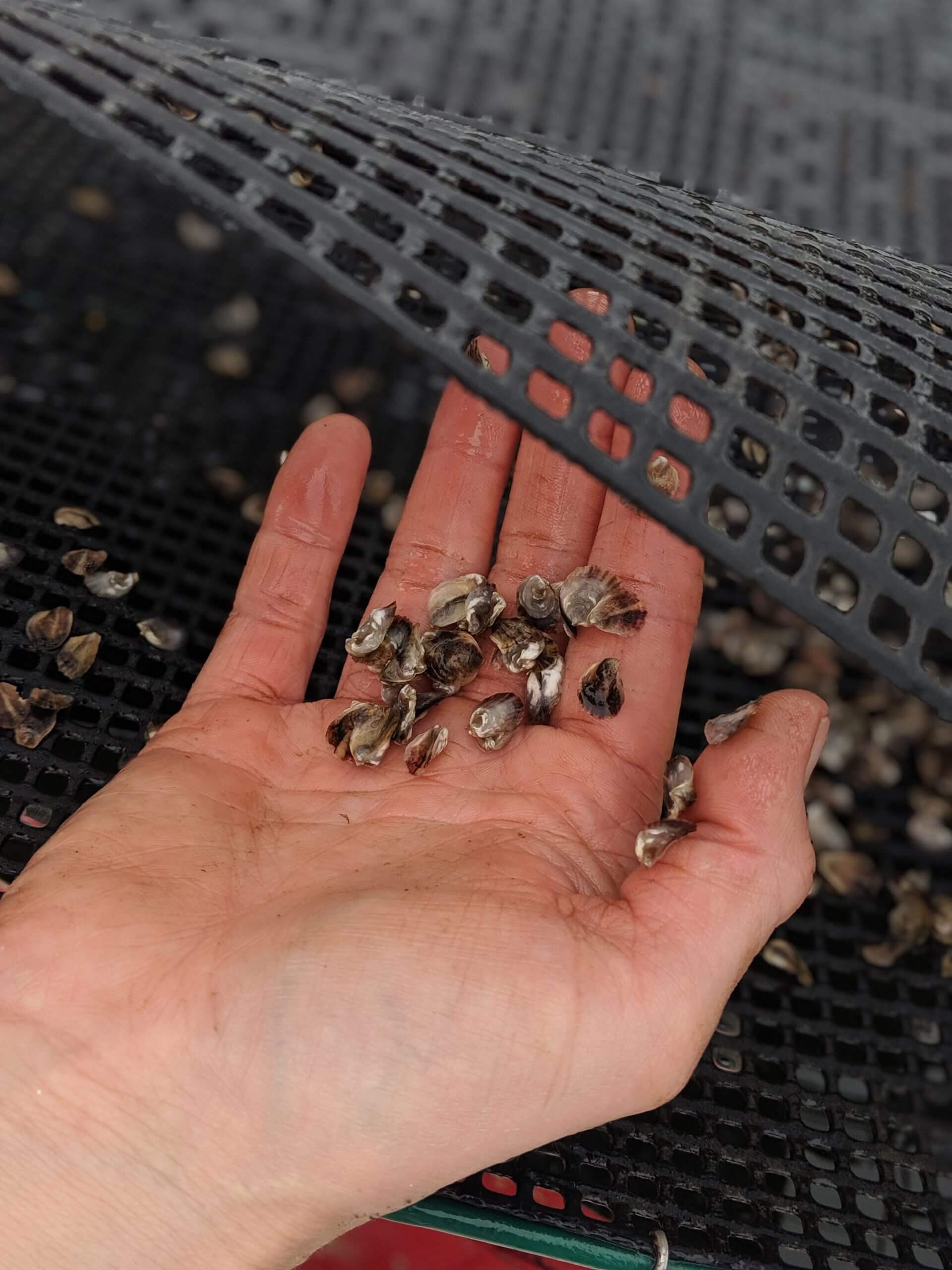 Hand holding tiny oysters