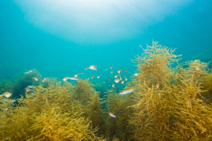 Restoring Hope to the World’s Oceans with Sustainability Studies