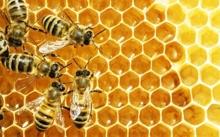 Burts-Bees-Visionary-Roxanne-Quimby-Joins-Unity-Faculty-1080×675-1