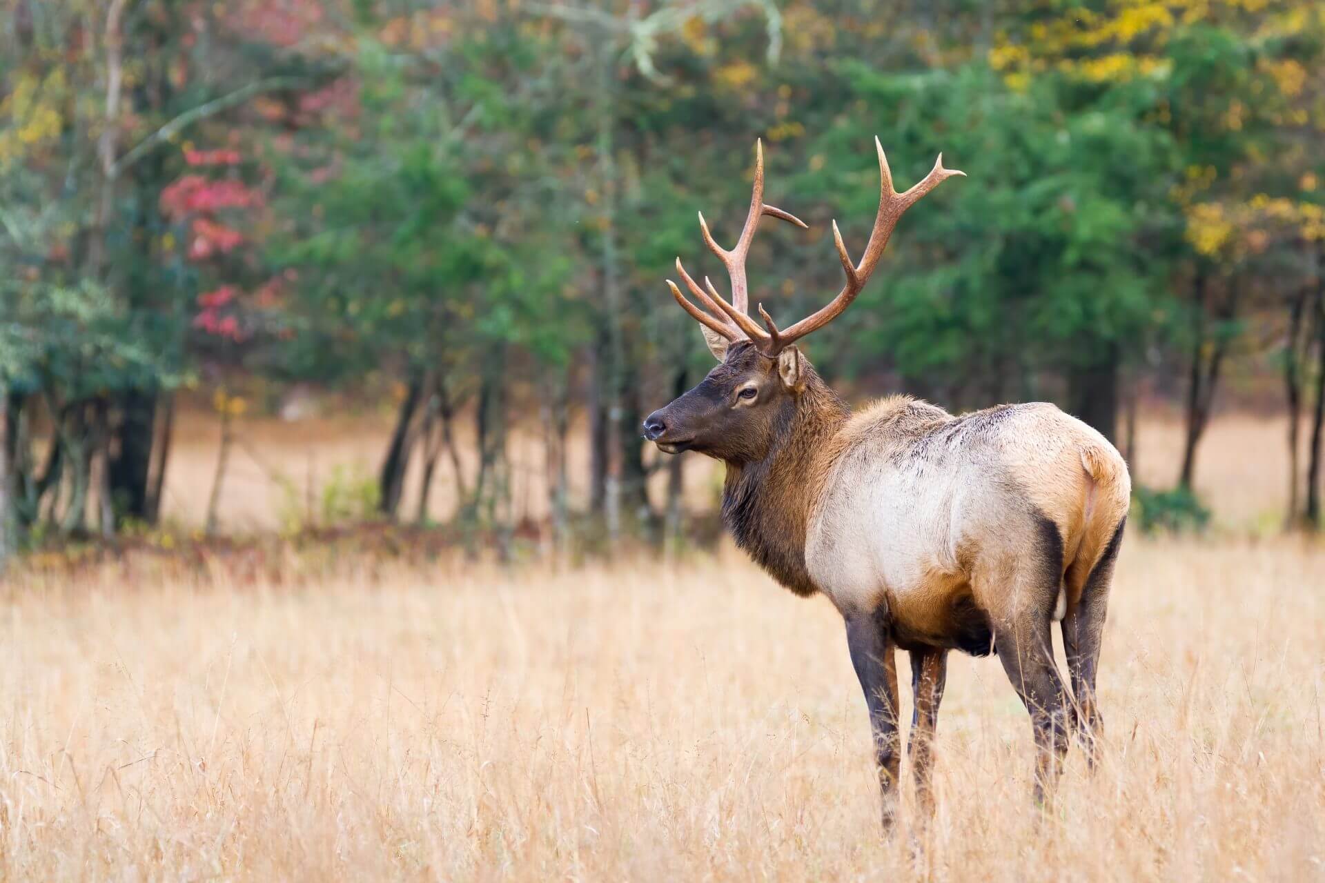 An elk standing in a field.