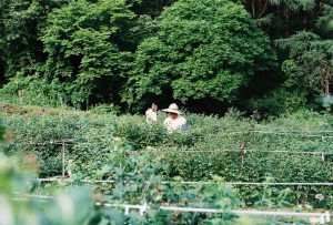 Harvesting Raspberries in Korea