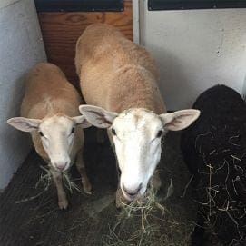 Katahdin sheep enjoy new home at Unity College