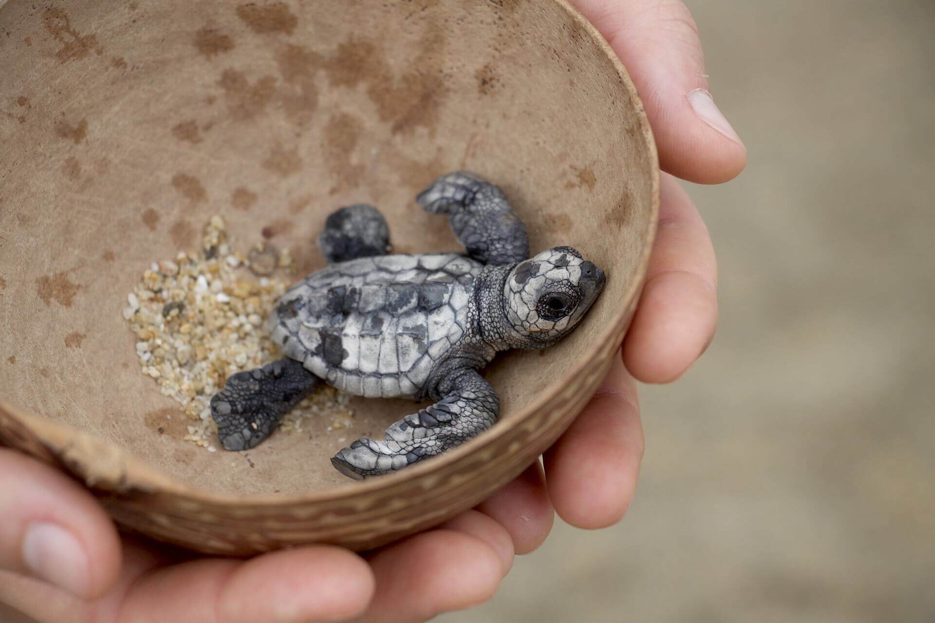 A baby sea turtle in a bowl held by a human