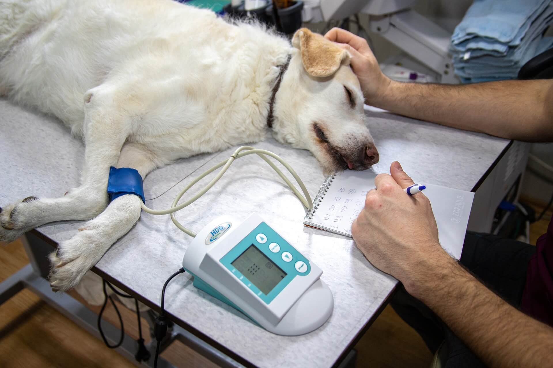 A sleeping dog is monitored by a veterinarian: Image by Mirko Sajkov from Pixabay
