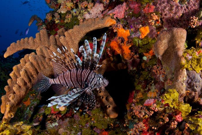 Mitigating Invasive Species with a Natural Resource Management Masters