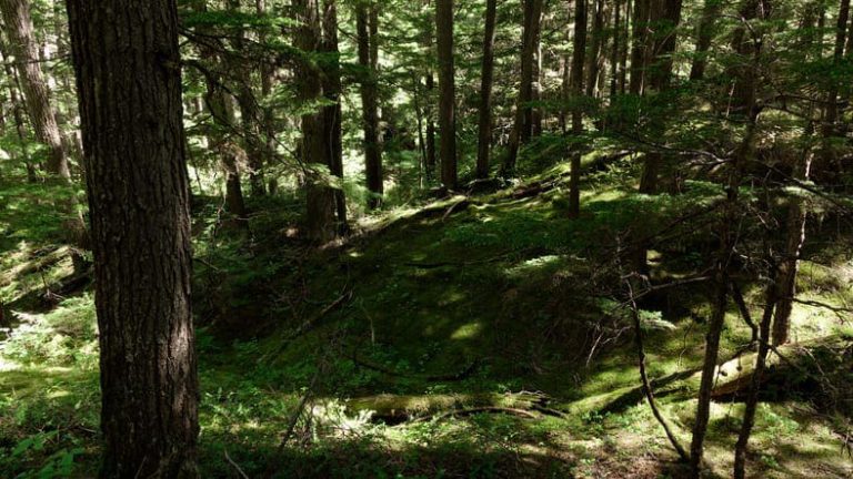 The Benefits of Protecting Old-Growth Forests After your Sustainability Studies