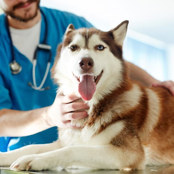 Unity College Distance Education’s new degree programs to focus on animal health, climate change