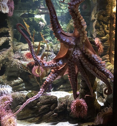 New-England-Aquarium-Internship