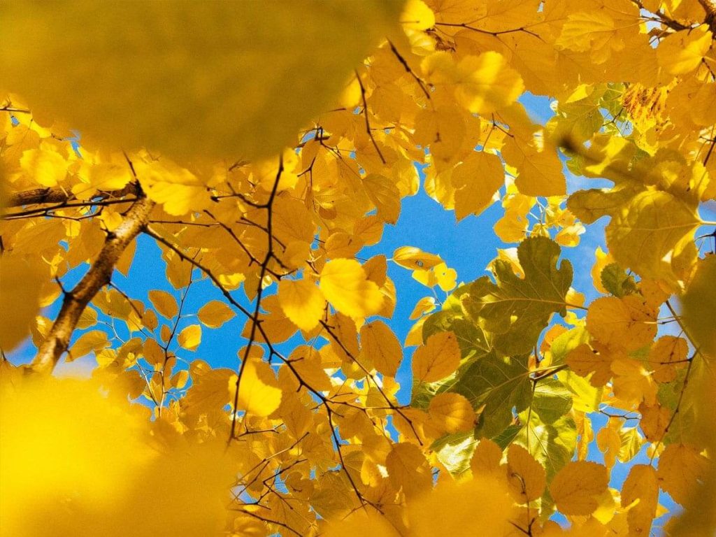 Unity College Hybrid Learning Fall Update