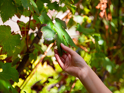 Woman touching leaf from wine grape plant at vineyard at daytime.