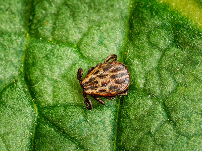 Dermacentor Reticulatus On Green Leaf. Also Known As The Ornate Cow Tick, Ornate Dog Tick, Meadow Tick, And Marsh Tick. Family Ixodidae. Ticks Are Carriers Of Dangerous Diseases.