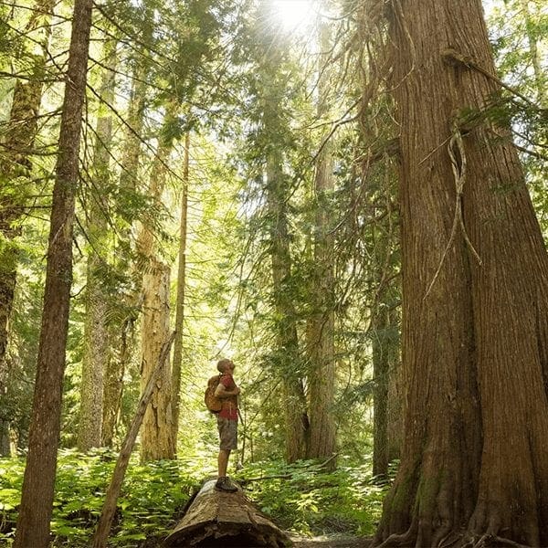 Trees-2