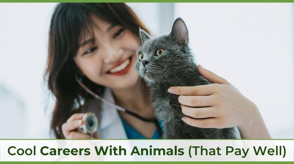 a veterinarian checking on a cat with a stethoscope 