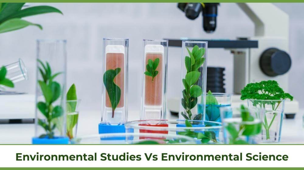 stems of leaves in an environmental lab