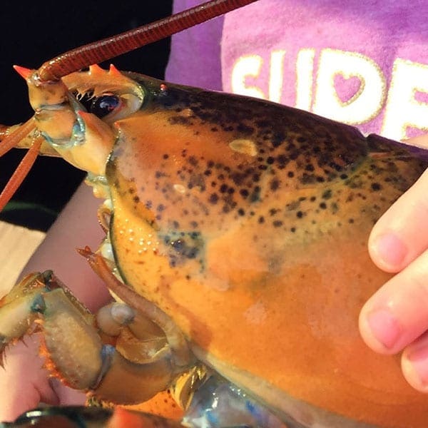 Unity_College_Lobster_Series