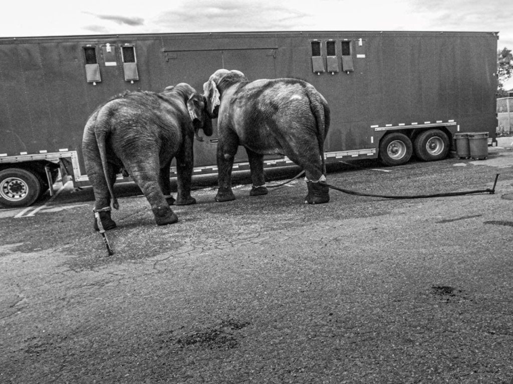 The Hidden Cost of Wildlife Crime