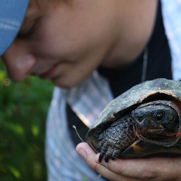 The wood turtle, a Maine ‘species of special concern’ inspires year-end giving