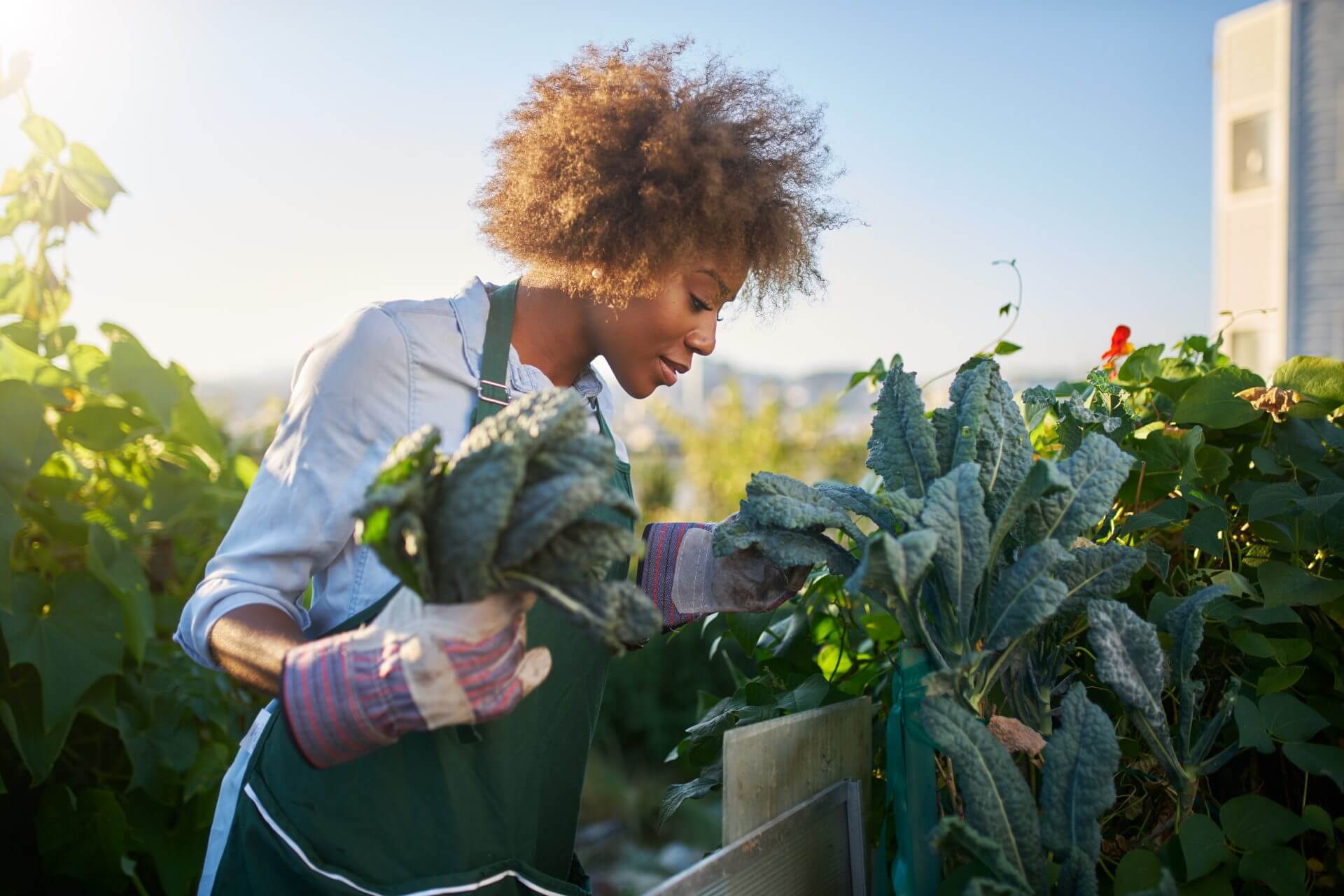 African American woman tends to kale in garden.