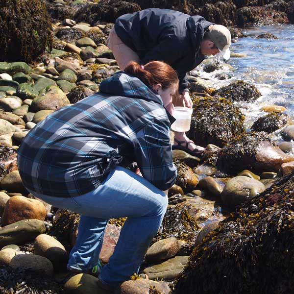 Effects of rockweed removal explored