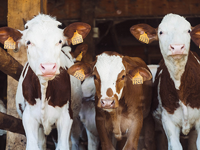 Cows on a farm.