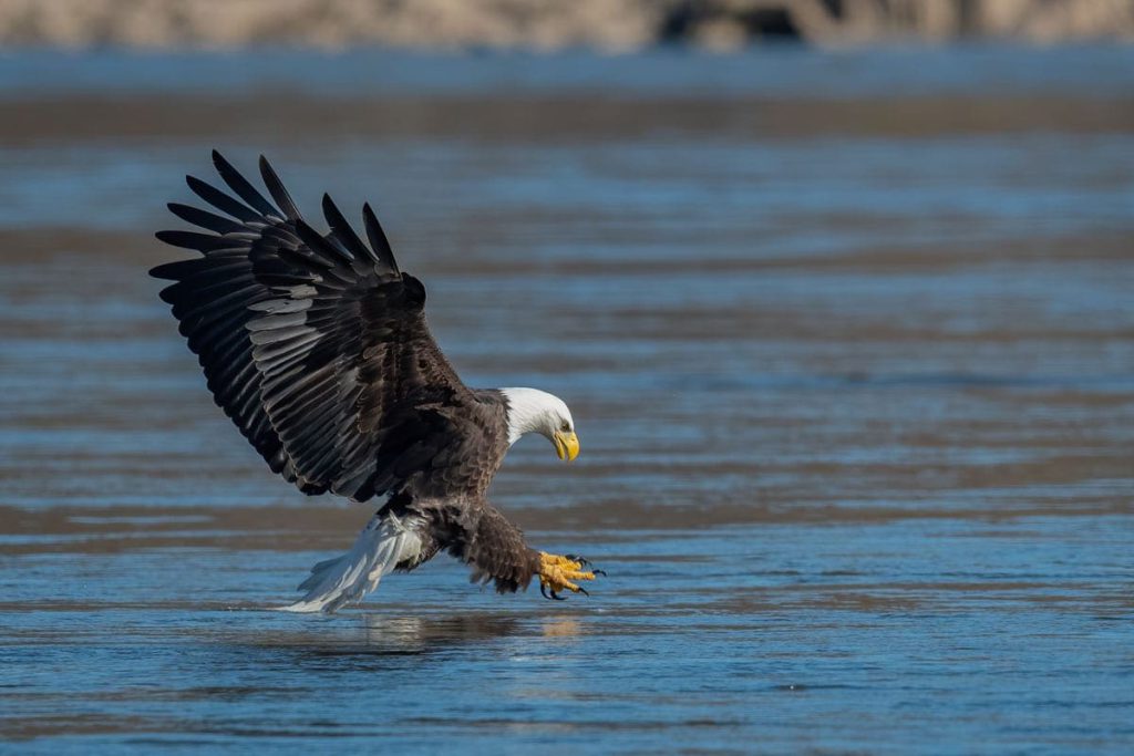 How to Land Your Dream Job Working with Wildlife