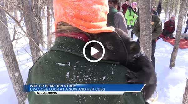 Unity College Bear Study Video Unity College Bear Study Video