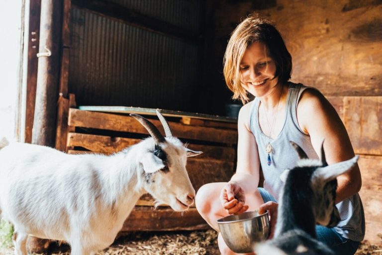 Woman farmer feeds goats.