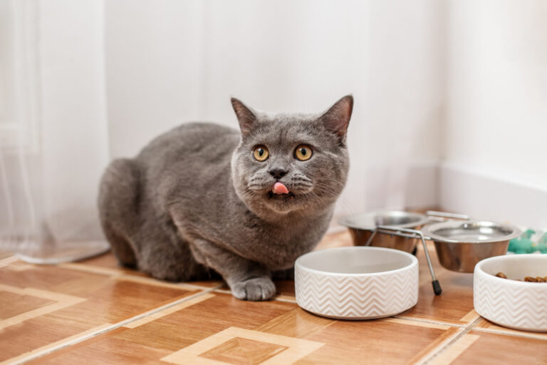British Shorthair Eating from a Ceramic Bowl. Pet concept.