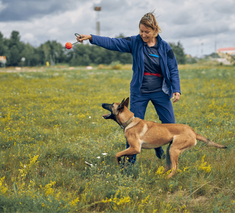 Female handler training a dog in a field.
