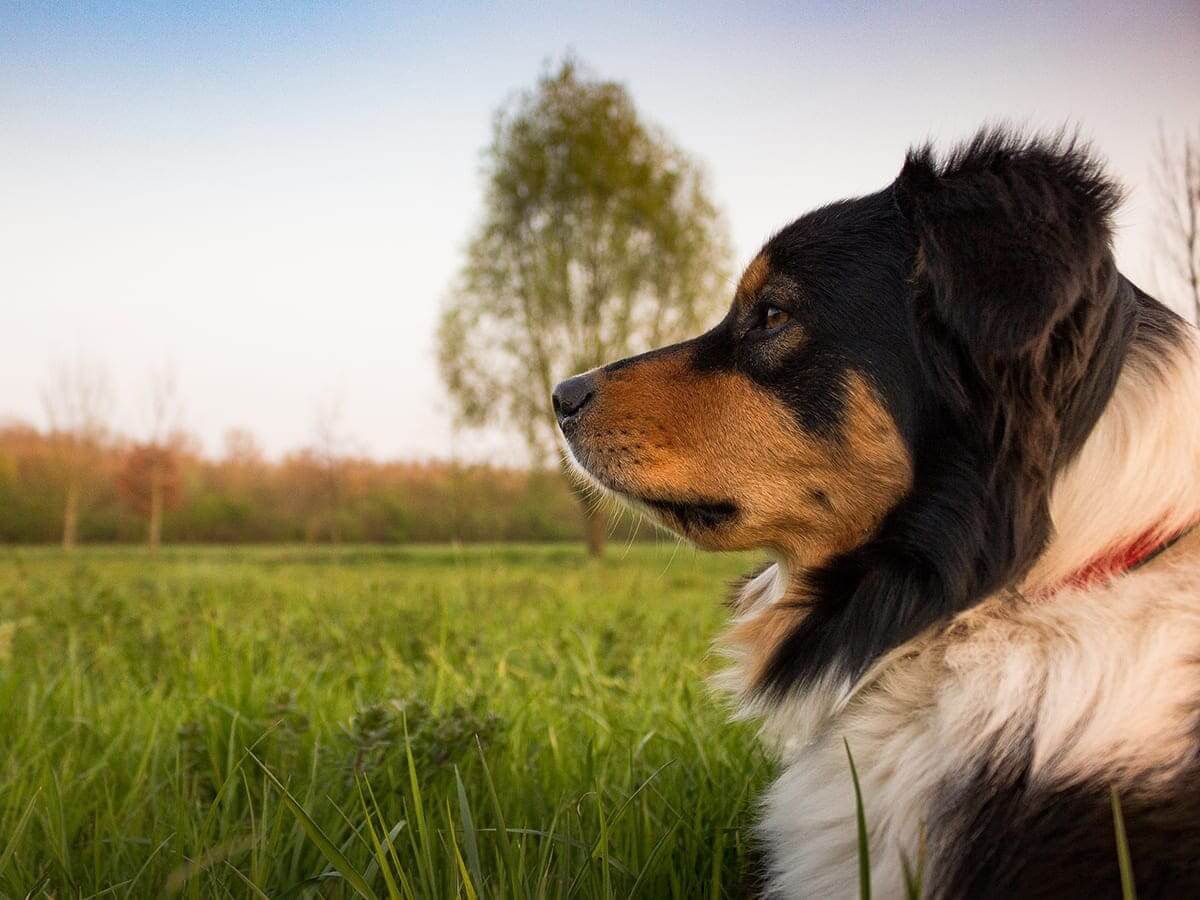 dog-2208473_1920-1