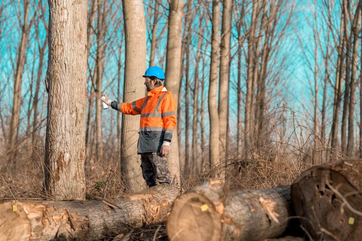 Forestry technician marking tree trunk for cutting in deforestation process, forester spray painting woods with aerosol can paint