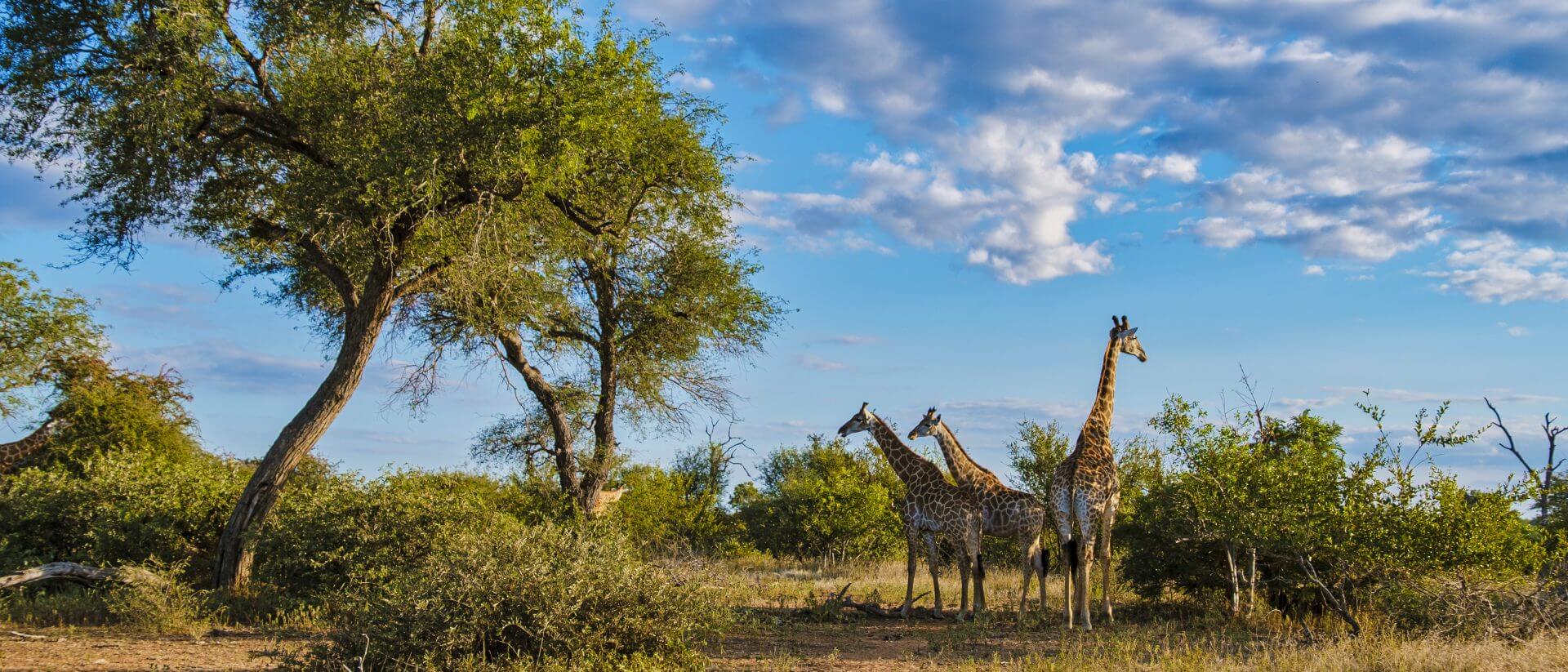 Giraffe in the bush.