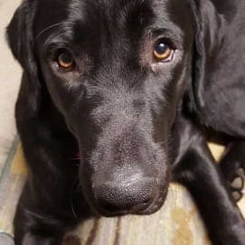 Training Guiding Eyes for the Blind