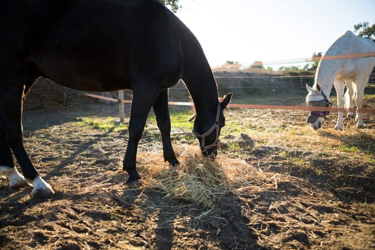Horses grazing in a field on a ranch.