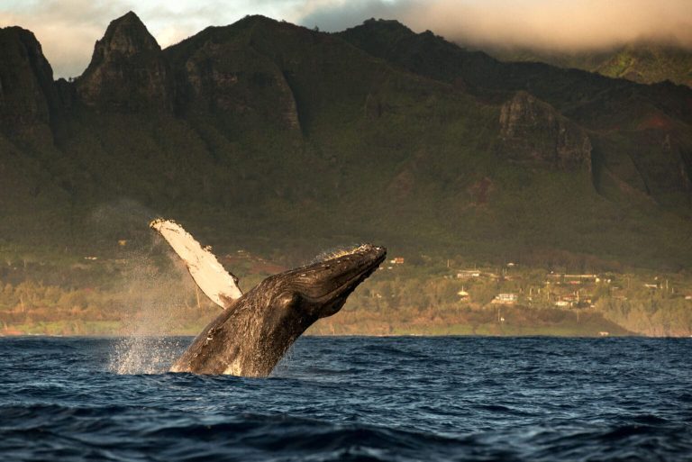 Humpback whale breaches out of water