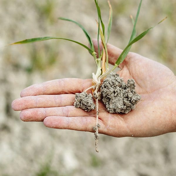 Close up of a hand holding dried soil.
