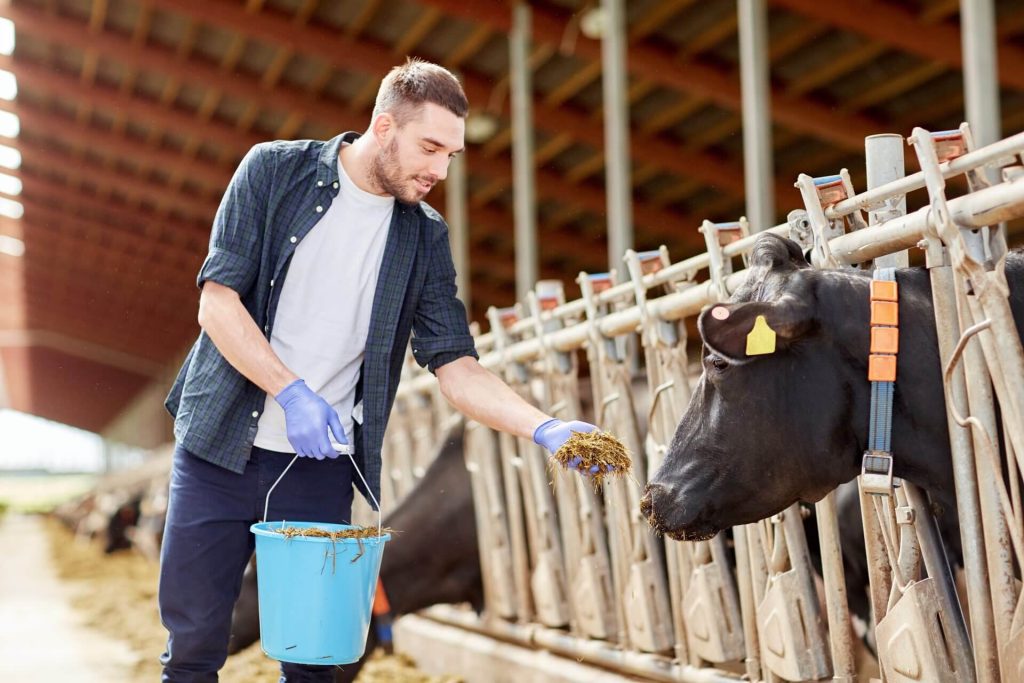 Man feeding cows.