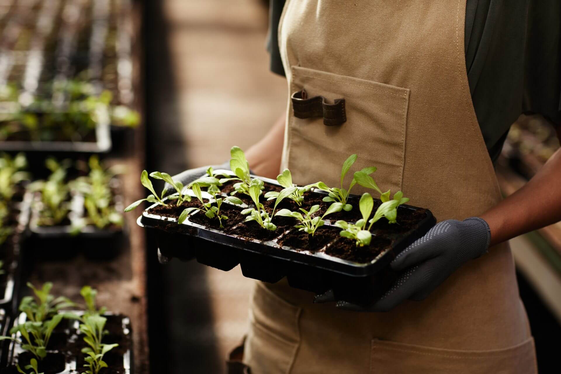 Person caring a tray of plants.