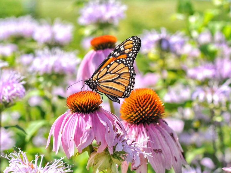 monarch-butterfly