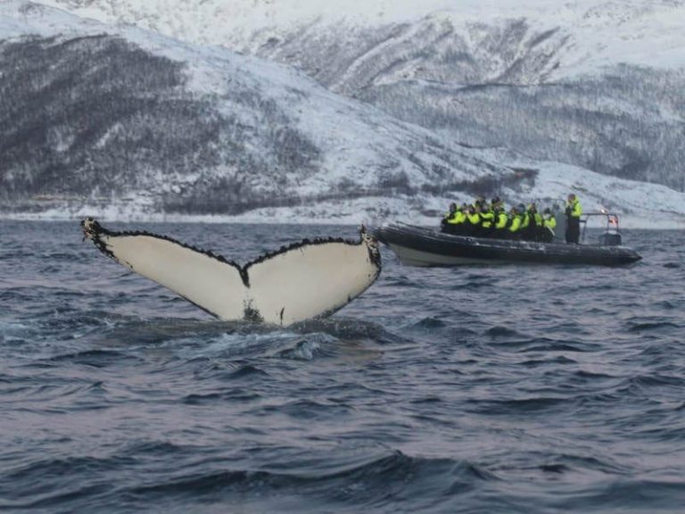 ocean-jobs-working-with-whales