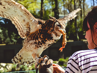 A woman holds and feeds an owl.