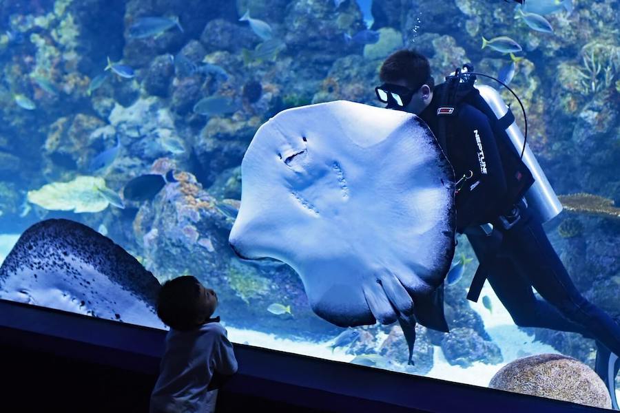 An aquarist with marine life in an aquarium